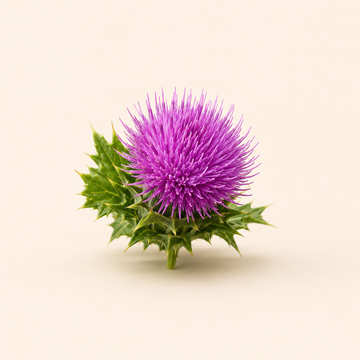 Milk Thistle
