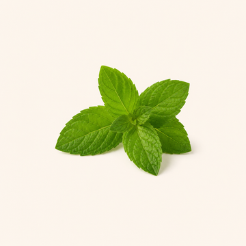 Nettle Leaves